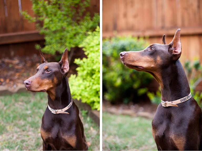 Atlanta Doberman Rescue