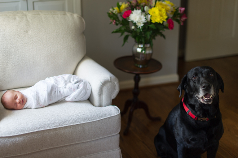 Newborn and Dog Photos