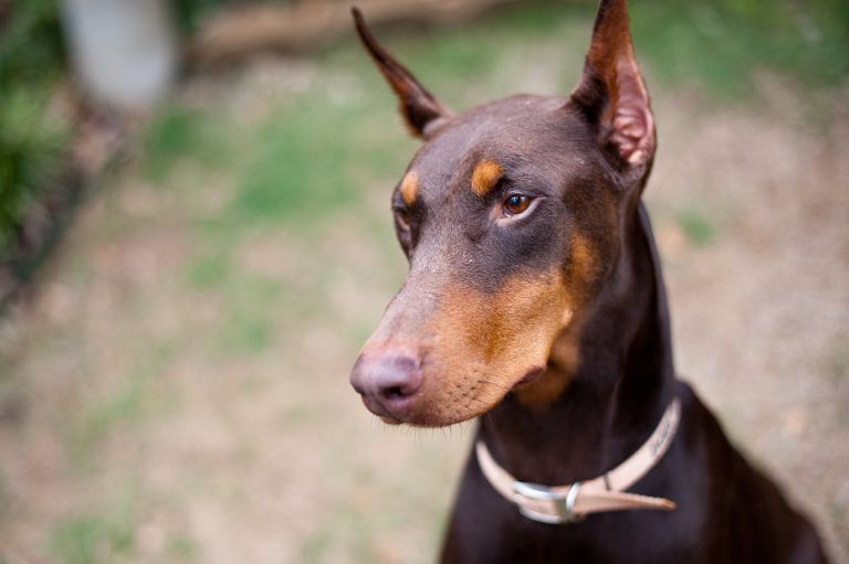 Atlanta Doberman Rescue Carmen