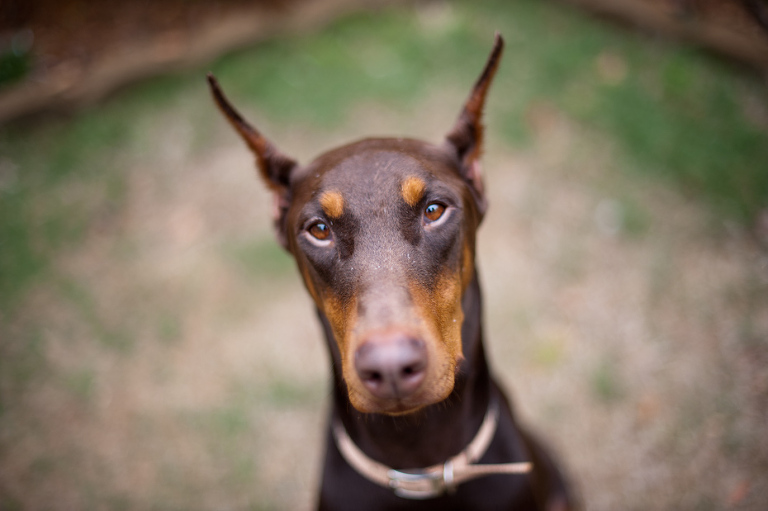 Red Doberman Docked Tail Cropped Ears 