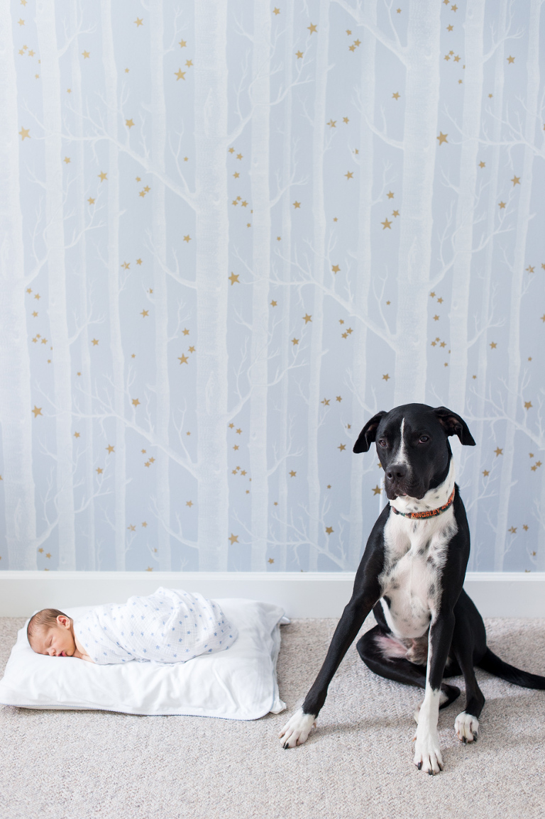 Newborn photos with Dog