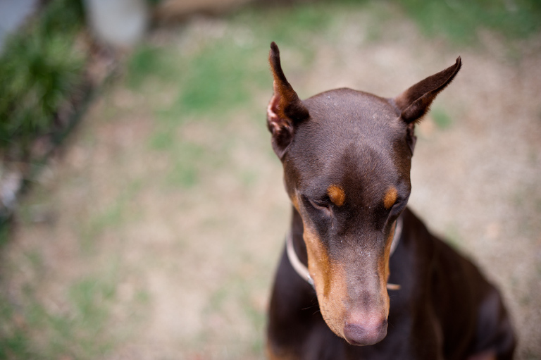 Doberman Rescue Group Atlanta