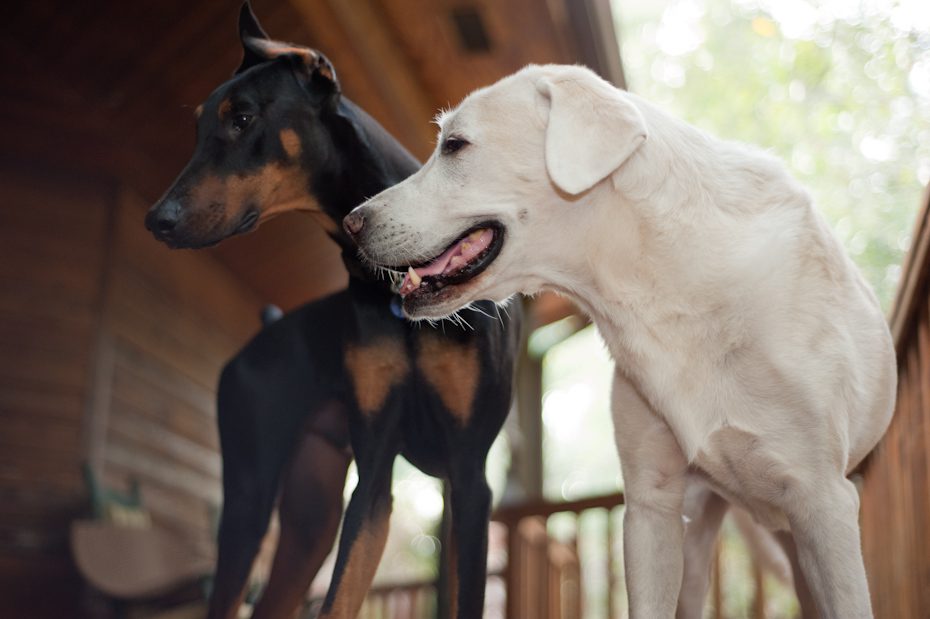 Lab and Doberman Dog