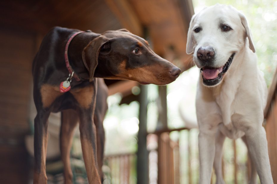 Dobermen and Lab together