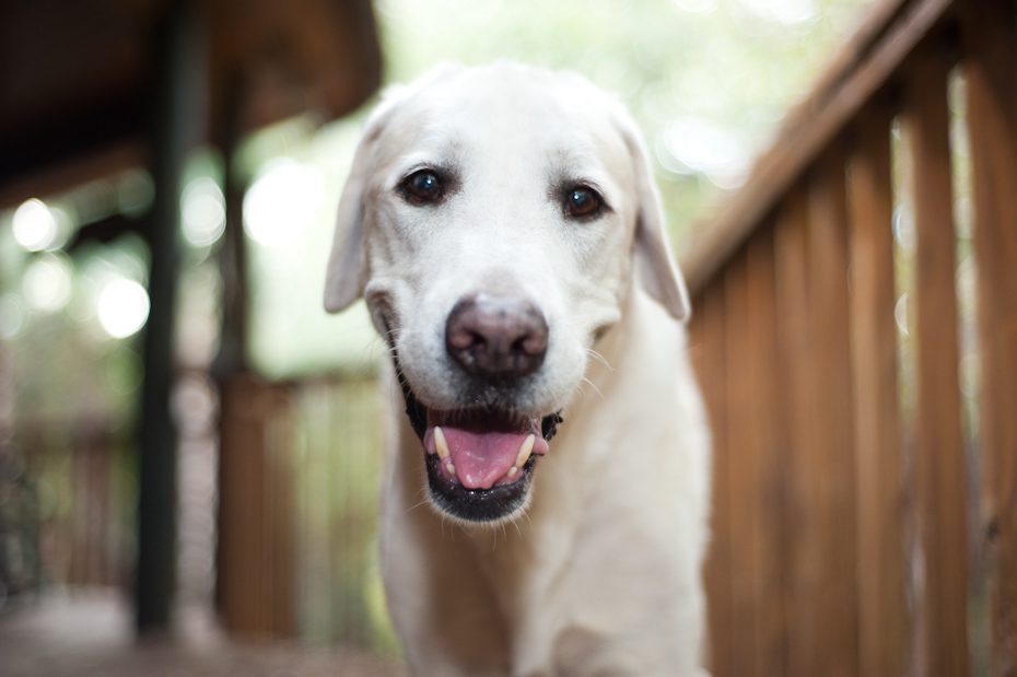 Dog with a lot of land