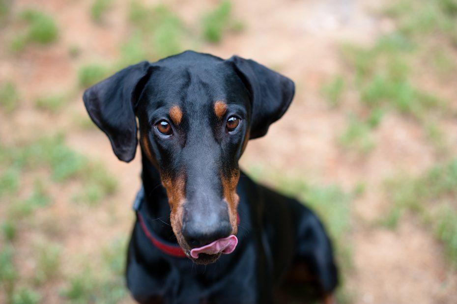 Atlanta Doberman Rescue