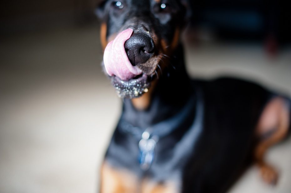 Dog licking snout