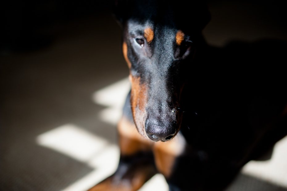 sunbathing Doberman