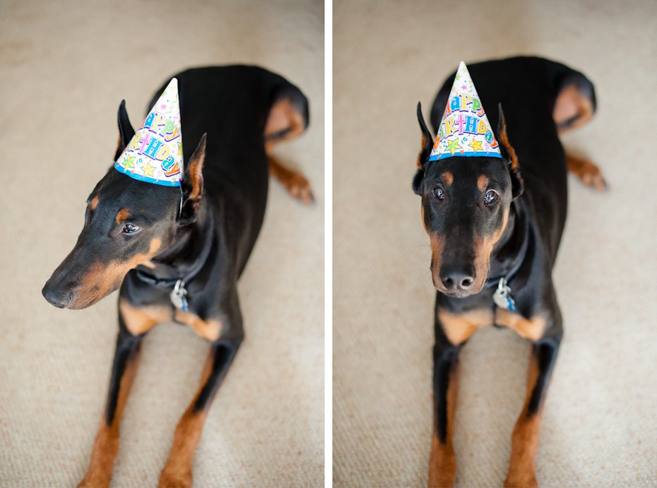 birthday hat for dog