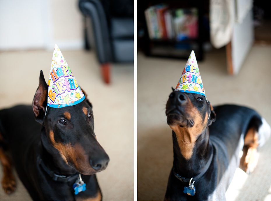 dog birthday