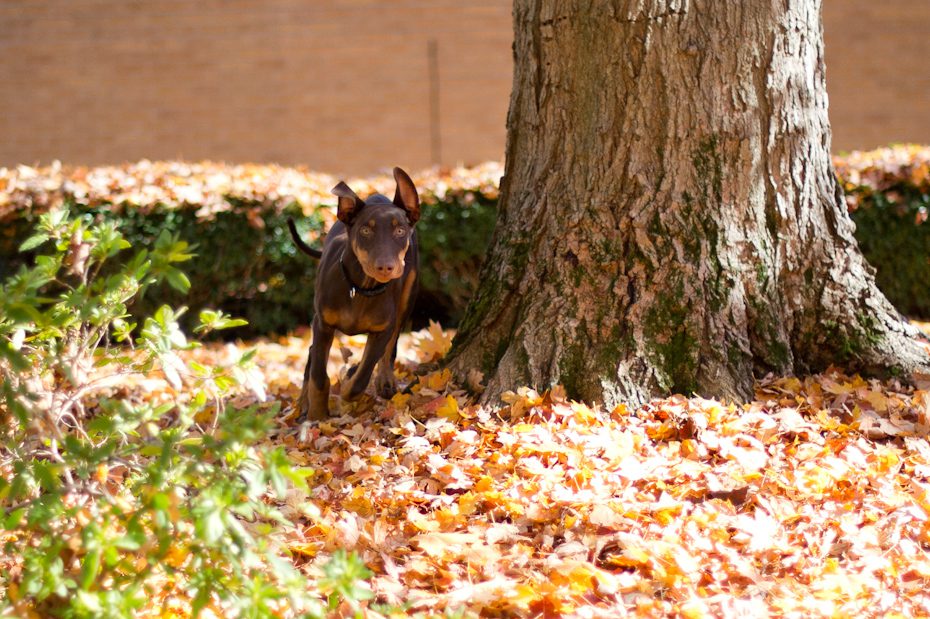 Atlanta Doberman Rescue Carlos