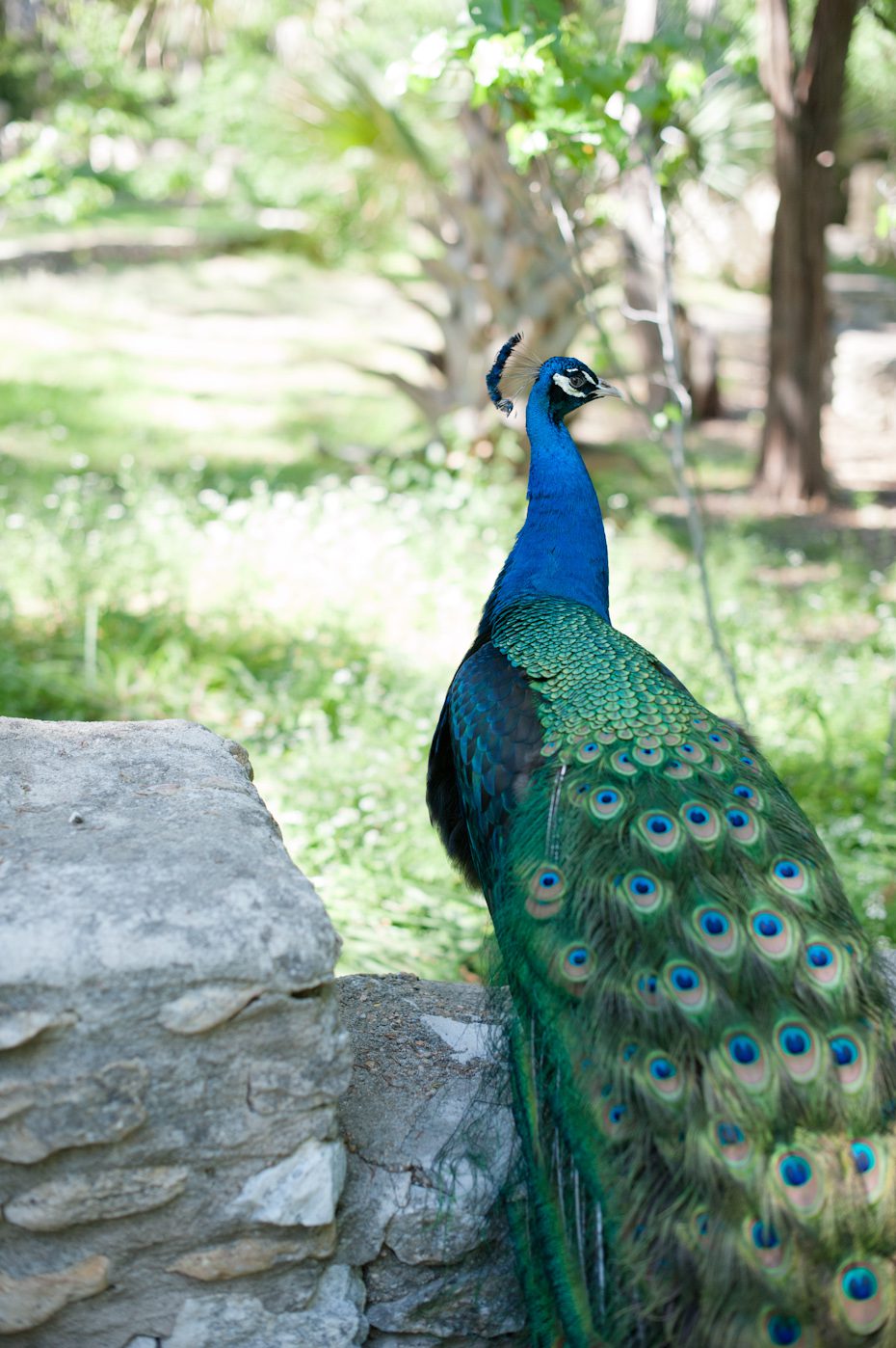 Peacock Park Austin